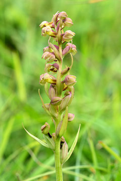 Frog orchid (Coeloglossum viride). A small and rare plant in flower, in the family Orchidaceae
