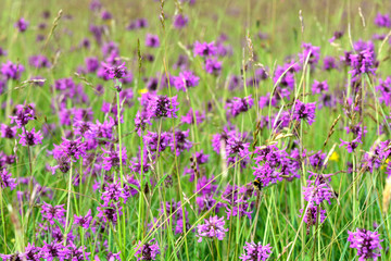 Betony (Betonica officinalis) growing in a meadow. A dense patch of these purple flowers in the mint family (Lamiaceae)

