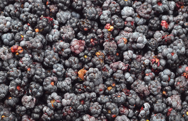 Blackberry (rubus), close-up