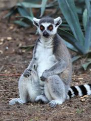 Naklejka na ściany i meble Lemur of ring-shaped tail taking up a curious pose