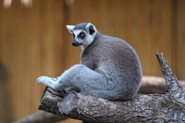 Ring-tailed Lemur