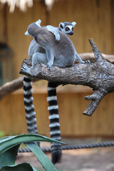 Obraz premium funny image of two ring-tailed lemurs