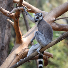 Ring-tailed Lemur (Lemur catta)