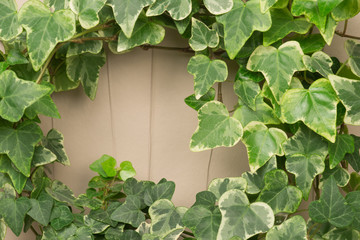 Fototapeta premium Hedera helix, Efeu