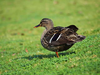 beautiful duck