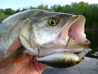 River asp fishing