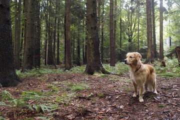 Hund im Wald