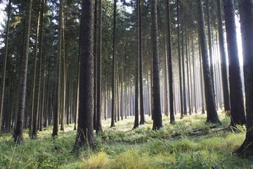 Wald im Licht