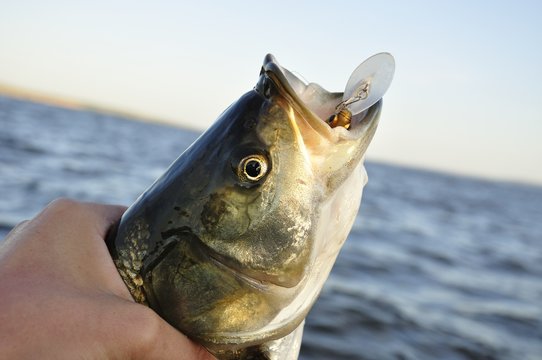 River asp fishing