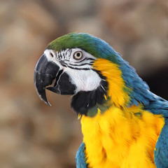 Blue and Gold Macaw (Ara Ararauna)