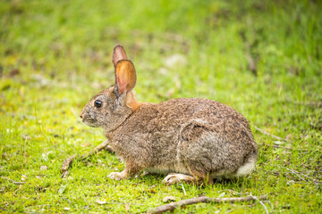 Alert Cottontail rabbit (Sylvilagus) looking cautiously in a grassy field. Santa Clara County, California, USA.