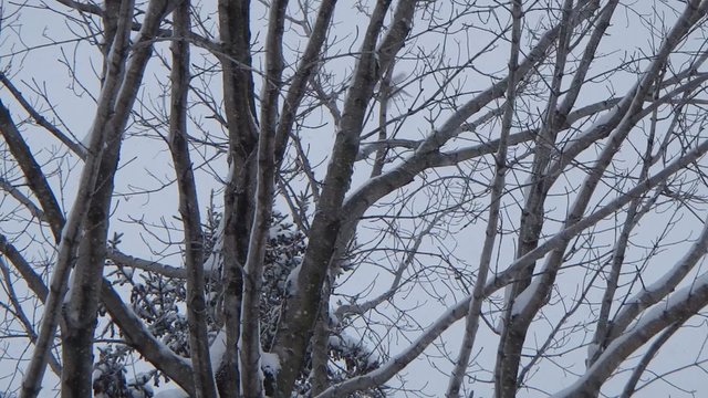 m&eacute;sange &agrave; t&ecirc;te noire