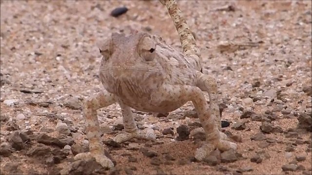 Cham&auml;leon in der Namib-W&uuml;ste, Namibia, Afrika