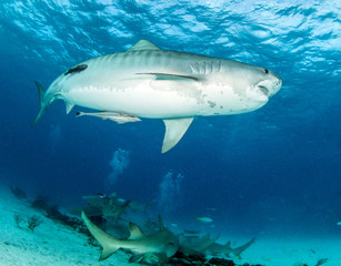 Fototapeta premium Tiger shark