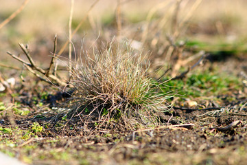 цветы, растения, деревья,