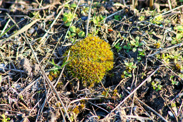 цветы, растения, деревья,