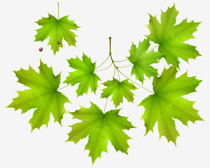 Summer leaf maple and maple branch isolated on white - obrazy, fototapety, plakaty