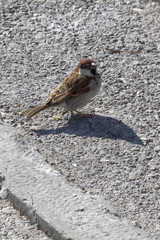 bird on rock on lake