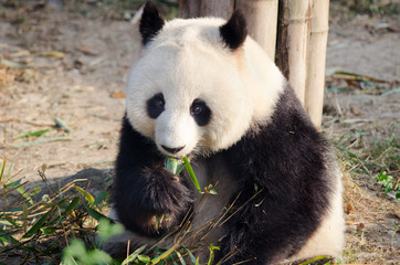 Giant Panda Eating Bamboo, Chengdu, China