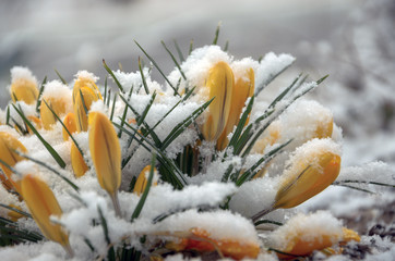 Yellow crocuses in snow