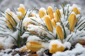 Yellow crocuses in snow