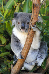 Koala in Queensland