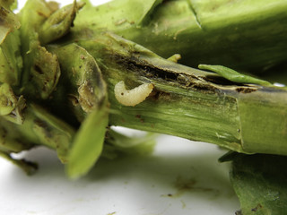 colza : larve charançon bourgeon terminal 