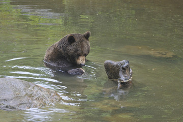 Braunbär