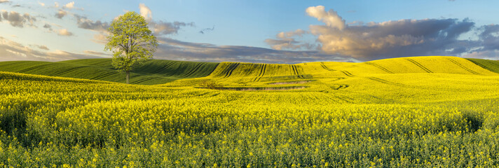 Fototapeta premium panorama pola młodego,kwitnącego rzepaku