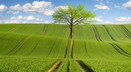 zielone fale młodego zboża © Mike Mareen
