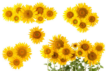 Naklejka premium Sunflower bushes and flower