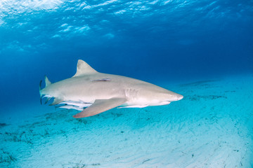 Lemon shark