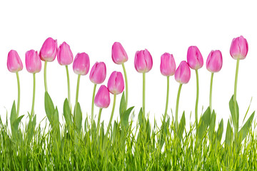 Tulip flowers with grass