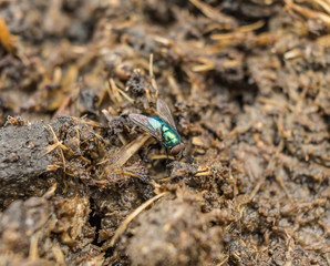 Close up photo of big green fly sitting on the manure