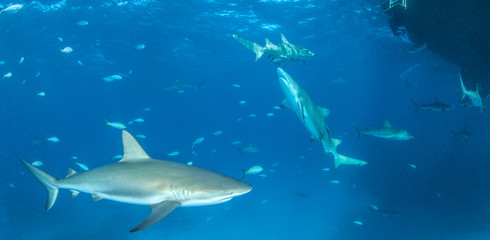 Obraz na płótnie Canvas Caribbean reef shark
