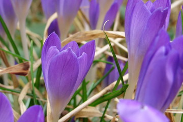 viele lila blaue Krokus bl&uuml;hen im Gras, Nahaufnahme