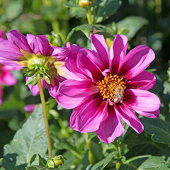 Obraz premium Dahlien - Dahlias