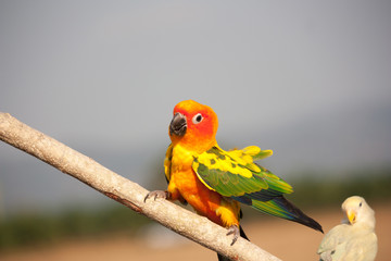 Parrot on a perch on wooden