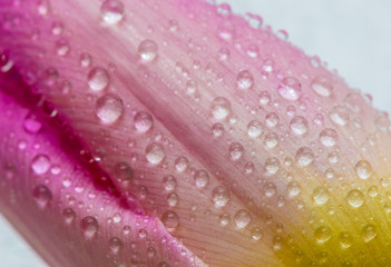 Pink and yellow Tulips
