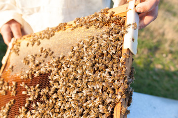 demonstration about bee keeping