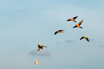 Parrots flying in the sky.