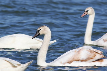 mute swan on blue river,  cygnus olor
