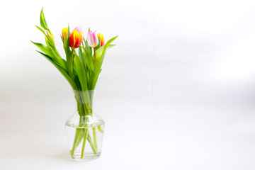 Bunte Tulpen kündigen den Frühling an