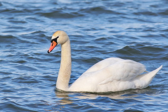 mute swan on blue river,  cygnus olor