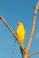 Parrot on a perch on wooden