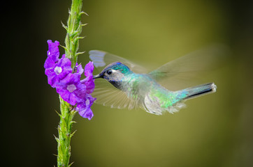 Violet-headed Hummingbird (Klais guimeti) in Rara Avis Reserve, Cost Rica