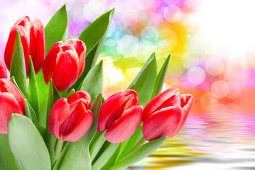 Tulip flowers close up