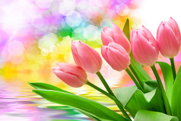 Tulip flowers close up