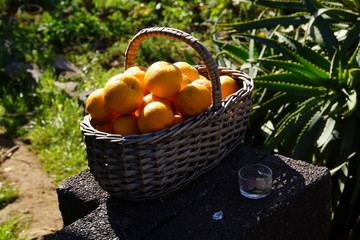 Wanderung an der Levada de Calheta von Prazeres nach Raposeira
