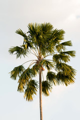 Fototapeta na wymiar Palm tree and light from the sunset.